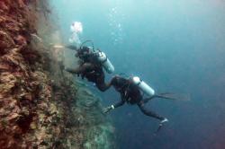 25.000 Pari Manta Terdeteksi Melintas di Pulau Wayag Raja Ampat