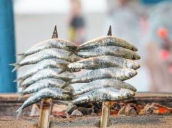 Ikan Laut Ini Tinggi Kandungan Omega-3, Wajib Dikonsumsi Penderita Kolesterol Tinggi