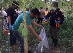 Warga Kendalserut Gempar, Kerangka Manusia Ditemukan di Kebun Pepaya