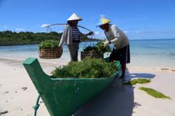 Budidaya Rumput Laut, Petani Ini Kantongi Cuan 10 Juta Setiap Bulan