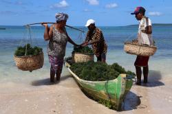 Rumput Laut Tumbuh Subur di Pantai Oesina Nusa Tenggara Timur