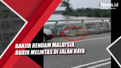 Malaysia Dilanda Banjir Besar, Seekor Buaya Melintas di Jalan Raya