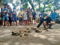 Geger Ular Sebesar Paha, Gegerkan Warga Gembongan