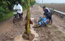 Geram Jalan Rusak Tak Kunjung Diperbaiki, Warga Brebes Tanam Pohon Pisang di Tengah Jalan