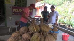 Peluang Baru! Permintaan Buah Durian Melonjak 4 Kali Lipat