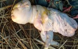 Gempar! Anak Kambing yang Dilahirkan Memiliki Wajah Mirip Manusia