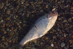 Fenomena Aneh Hujan Ikan di Texas, Begini Penjelasannya