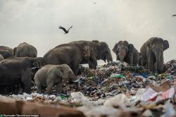 Miris, 20 Gajah Mati Akibat Makan Plastik di Sri Lanka