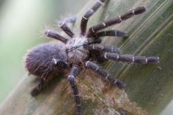 Spesies Baru Tarantula Ditemukan Youtuber Thailand, Simak Faktanya