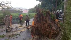 Puluhan Pohon Tumbang dan Sejumlah Rumah Rusak Diterjang Puting Beliung, Ini Daftar Lokasinya