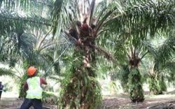 Minyak Goreng Langka, Ternyata Perkebunan Sawit di Indonesia Mulai Dikuasai Malaysia!