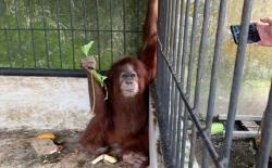 Orangutan Sumatera dari Rumah Bupati Langkat Terdeteksi Alami Infeksi Gusi 