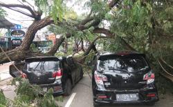 Pohon Tumbang di Ciater Serpong Menimpa 2 Mobil