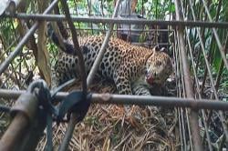 Si Abah, Macan Tutul Raja Gunung Sawal Ditemukan Mati di Kebun Warga