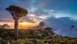 Cek Fakta Keindahan Pulau Socotra yang Penuh Misteri