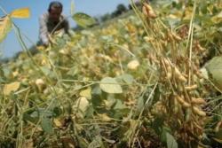 Harga Kedelai Tinggi, Petani Justru Tak Untung dan Pilih Tanam Padi-Jagung