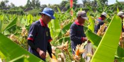 Lapas Jember Panen 920 Kg Jagung Hasil Tanam Warga Binaan Pemasyarakatan