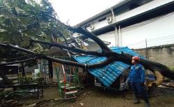 Mobil dan Bangunan Tertimpa Pohon Tumbang di Bogor