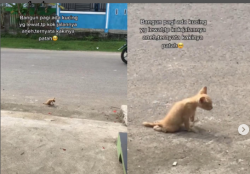 Ditonton 9 Juta Kali, Anak Kucing Seret Tubuh di Pinggir Jalan, Videonya Bikin Netizen Mewek