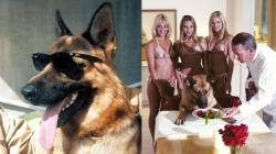 Dapat Warisan Rp5,3 Triliun! Inilah 5 Hewan Terkaya di Dunia