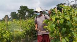 Harga di Pasar Meroket, Petani Cabai di Lereng Merapi Tidak Happy