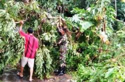 Deretan Foto Pohon Tumbang dan Rumah Warga Ambruk di Brebes Akibat Diterjang Angin Kencang