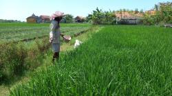 Stok Pupuk Subsidi di Ponorogo Menipis, Petani Terancam Tak Dapat Jatah