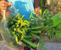 Tak hanya Enak, Sayur Genjer juga Punya Banyak Manfaat 