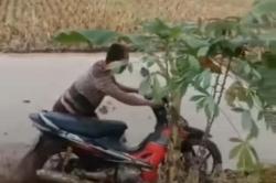 Nggak Habis Pikir! Seorang Bapak Viral karena Bajak Sawah Pakai Motor