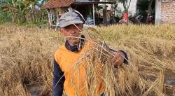 Terserang Hama Wereng Petani Di Ponorogo Merugi