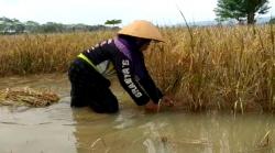 Ratusan Hektar Sawah Di Pangandaran Terendam Banjir, Petani Kesulitan Saat Panen