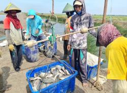 Indramayu Punya Kampung Perikanan Budidaya