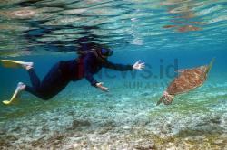 Asiknya Berenang Bareng Penyu di Gili Trawangan