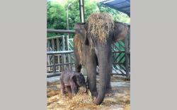 Telah Lahir Dengan Sehat Gajah Pertama Berjenis Jantan di Bali Zoo