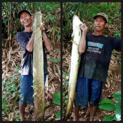 Gempar, Ribuan Ikan Muncul di Sungai Serayu, Ada Pelus Sepanjang 1,5 Meter Lebih