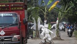 Protes, Warga Kediri Tanam Pohon Pisang dan Tebu di Tengah Jalan yang Rusak