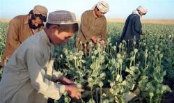 Afghanistan di Bawah Taliban Kini Larang Warganya Tanam Opium