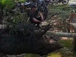 Geram Kebun Sering Dijarah Kawanan Babi Hutan, Sejumlah Petani Di Pangandaran Tangkap Babi Hutan
