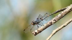 4 Jenis Hewan ini Berumur Terpendek di Dunia, Ada Hidup 24 Jam Saja