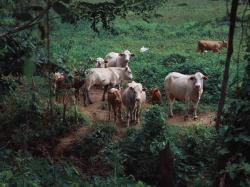 Raib, 4 Sapi Digondol Maling Saat Sahur