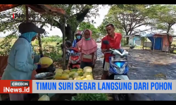 Timun Suri Fresh dan Murah? Datang Saja ke Tempat Ini