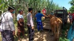 Sapi Hilang, Warga Situbondo Lapor Polisi Ternyata Pelakunya Mengejutkan