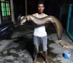 Geger Lagi, Sungai Serayu Berlumpur, Ribuan Ikan dan Pelus Panjang Hampir 2 meter Kembali Mabuk 