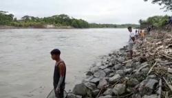 Terungkap. Penyebab Kematian 50 Ton Lebih Ikan di Sungai Serayu, Karena Kegiatan Ini