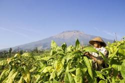 Petani Selalu Kalah, APTI Temanggung Desak Tata Niaga Tembakau Diatur dalam Perda