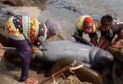 Diduga Terbawa Arus Kencang Laut, Pesut Seberat 1 Kwintal Terdampar Di Pantai Karapyak