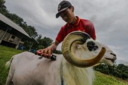 Ingin Terlihat Ganteng, Domba Garut Rutin ke Salon