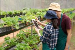 Tak Harus Kerja Kantoran, Urban Farming Bisa Jadi Solusi Peningkatan Ekonomi bagi Milenial