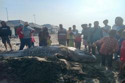 Heboh Penemuan Hiu Paus di Pantai Eretan Kulon Indramayu