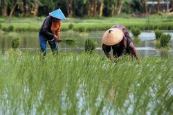 Kementan: Jalan Usaha Tani, Tingkatkan Produktivitas Pertanian